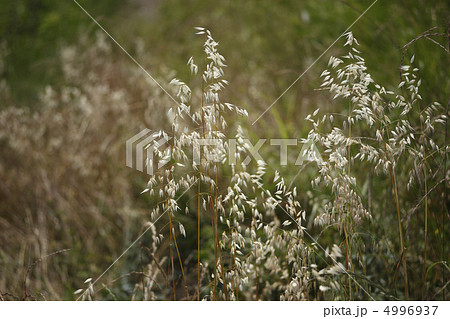 カラスムギ 4996937
