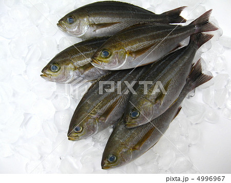 いさき　 4996967