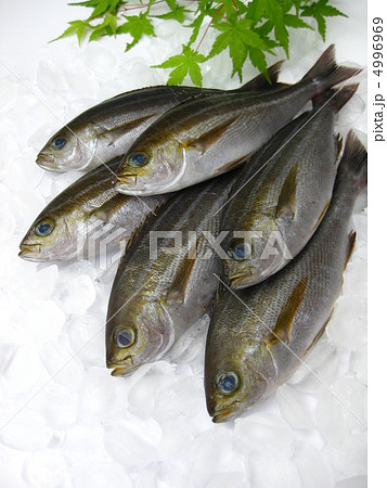 いさき　 4996969