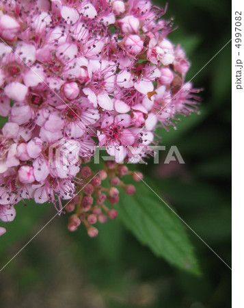 シモツケの花 4997082