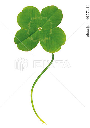 四つ葉のクローバー 4997114