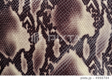 Snakeskin 4998784