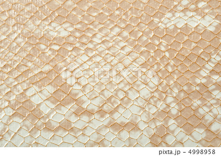 Snake skin Snake skin 4998958