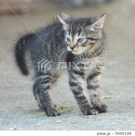 small cat small cat 5000106