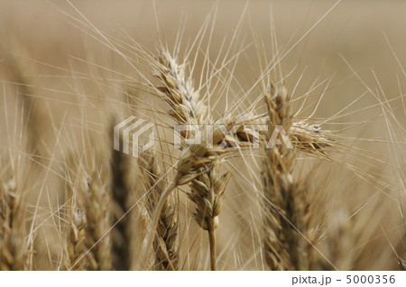 golden corn 5000356