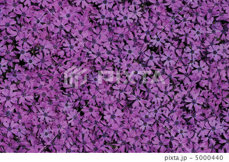 violet flower background violet flower background 5000440