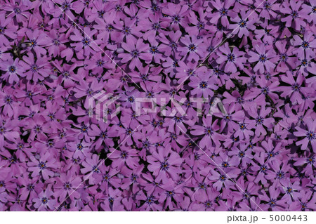 violet flower background 5000443