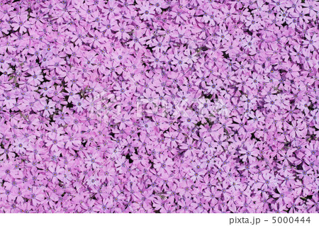violet flowers violet flowers 5000444