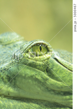 crocodile eye crocodile eye 5000467