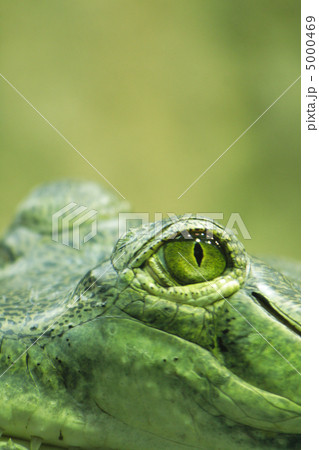 crocodile eye crocodile eye 5000469