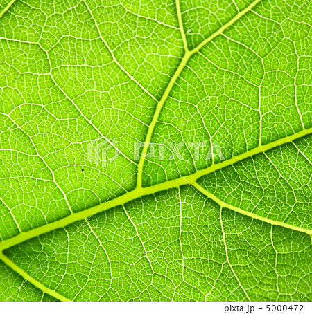 green background green background 5000472