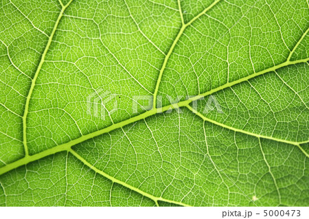 leaf texture leaf texture 5000473