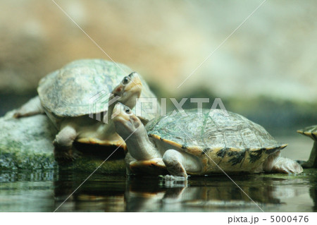 turtles turtles 5000476