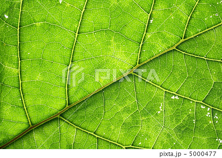 leaf texture leaf texture 5000477