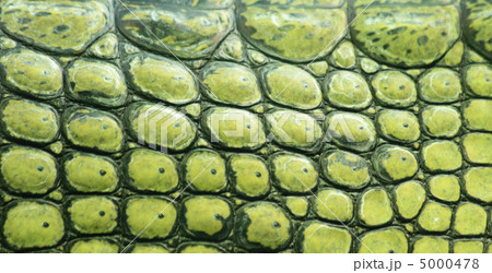 crocodile skin crocodile skin 5000478