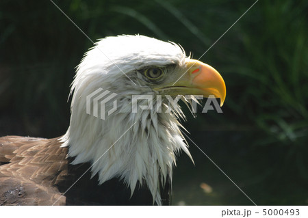 eagle 5000493