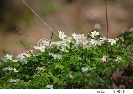 spring flowers 5000610
