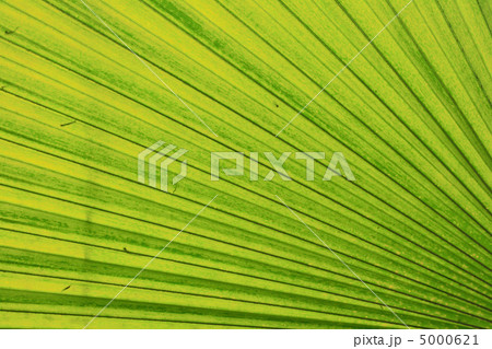 green leaf background green leaf background 5000621