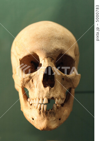 human skull human skull 5000783