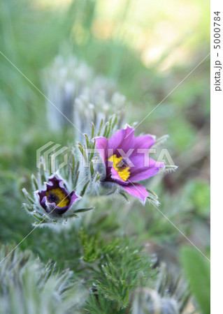 violet flower 5000784