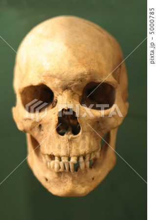 human skull human skull 5000785