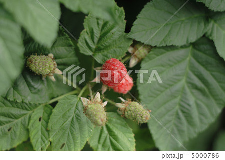 red raspberries 5000786