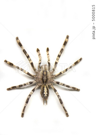 spider spider 5000815