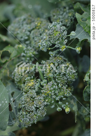 green broccoli green broccoli 5000817