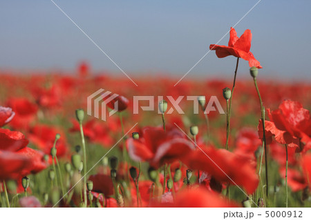 red poppy flower field red poppy flower field 5000912