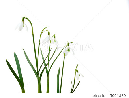 Group of growing snowdrop flowers  isolated on white background 5001820