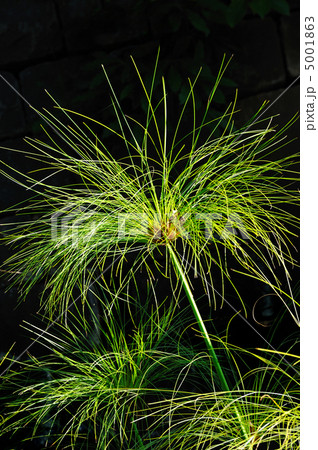 Cyperus papyrus - detail 5001863