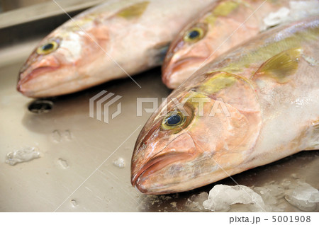 Fresh Red Snapper, market of Madeira, Portugal Fresh Red Snapper, market of Madeira, Portugal 5001908