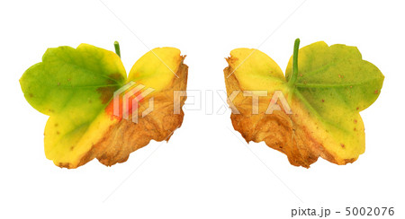 Diseased leaf of Pelargonium – fungal attack Diseased leaf of Pelargonium – fungal attack 5002076