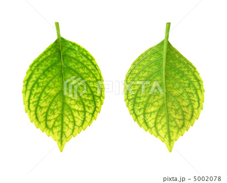 Iron deficiency of Hydrangea macrophylla leaf - chlorosis Iron deficiency of Hydrangea macrophylla leaf - chlorosis 5002078