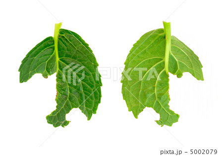 Slug damage of Hydrangea macrophylla leaf Slug damage of Hydrangea macrophylla leaf 5002079