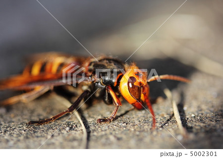 スズメバチ 5002301