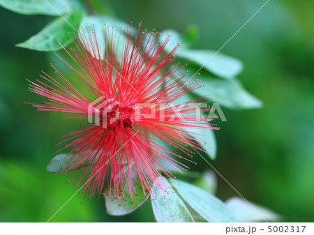 カリアンドラ・ハエマトケファラ 5002317