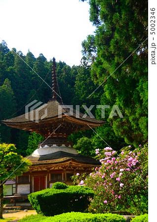 シャクナゲの花が咲く金剛三昧院の多宝塔 5002346