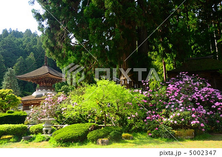 シャクナゲの花が咲く金剛三昧院の多宝塔 5002347