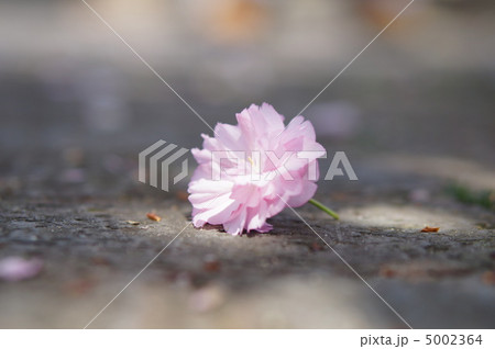 一輪 一輪 5002364