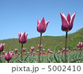 花 5002410