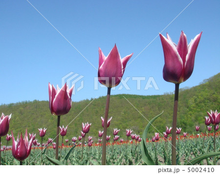 花 花 5002410