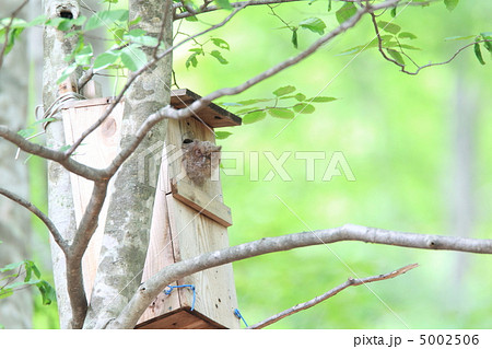 オオコノハズク オオコノハズク 5002506