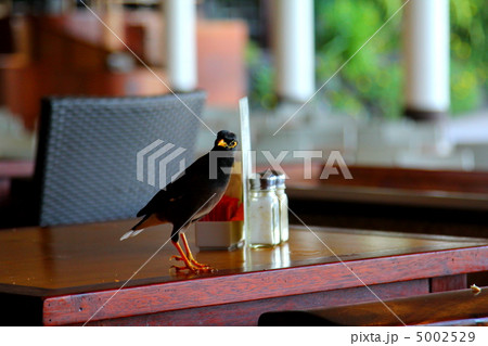 南国の鳥 南国の鳥 5002529