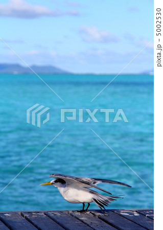南国の鳥 南国の鳥 5002530
