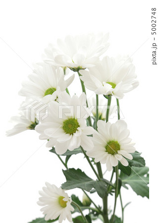 白色のスプレーマム 5002748