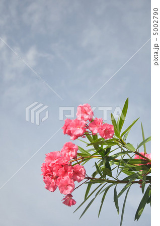 青空とキョウチクトウ 5002790