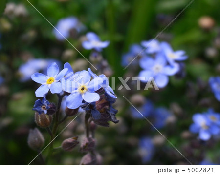 ワスレナグサ ワスレナグサ 5002821