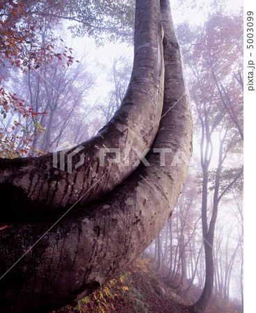 歪曲ブナ 5003099