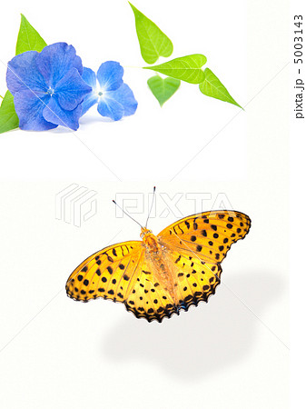 チョウチョとアジサイ チョウチョとアジサイ 5003143
